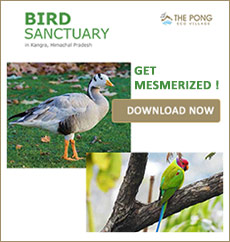 BirdSanctuary in Kangra Himachal Pradesh
