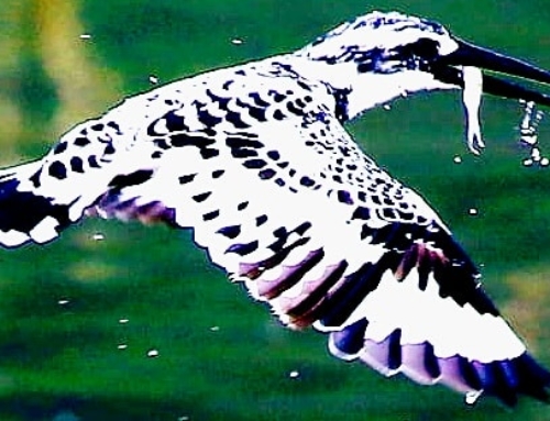 Fishing Destination, Pong Dam Lake, Himachal pradesh