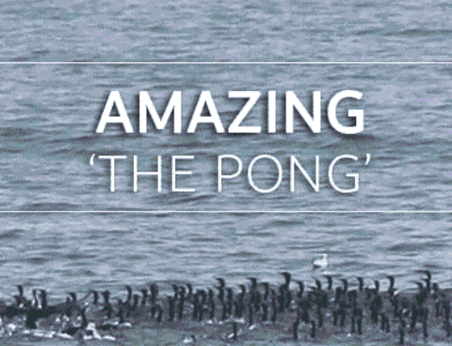 Rainy season around Pong dam Lake himachal pradesh